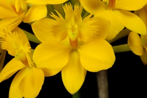Epidendrum Pacific Amarillo Oriole AM/AOS 83 pts.